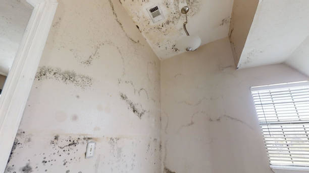 Best Air Quality Testing for Mold Spores  in Bagdad, FL