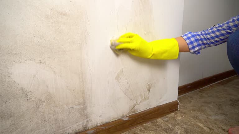 Best Mold Documentation for Insurance Claims  in Bagdad, FL