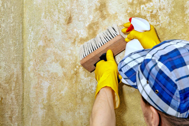 Mold Remediation for Rental Properties in Bagdad, FL