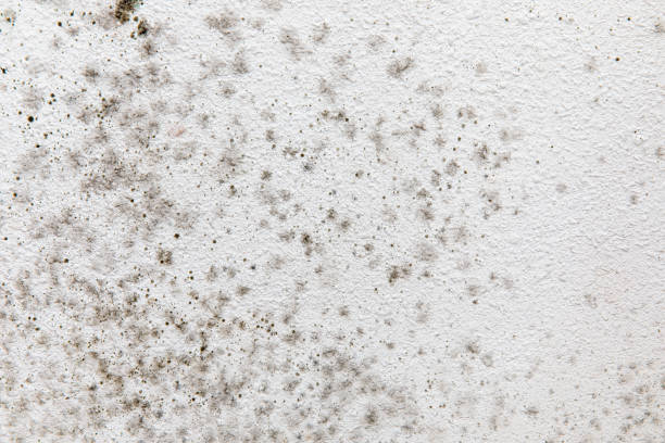Dehumidification Services in Bagdad, FL
