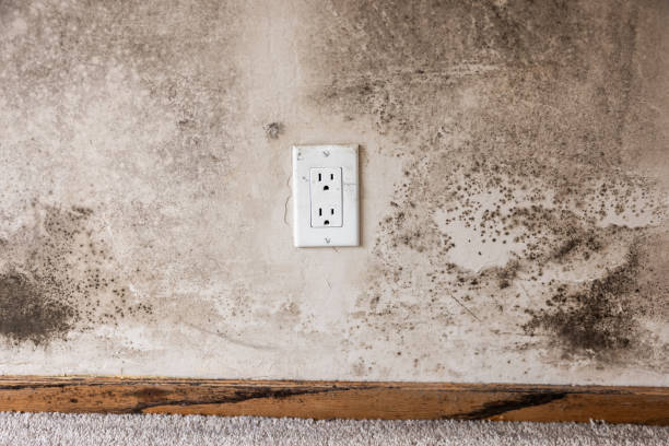 Reliable Bagdad, FL Mold Removal Solutions